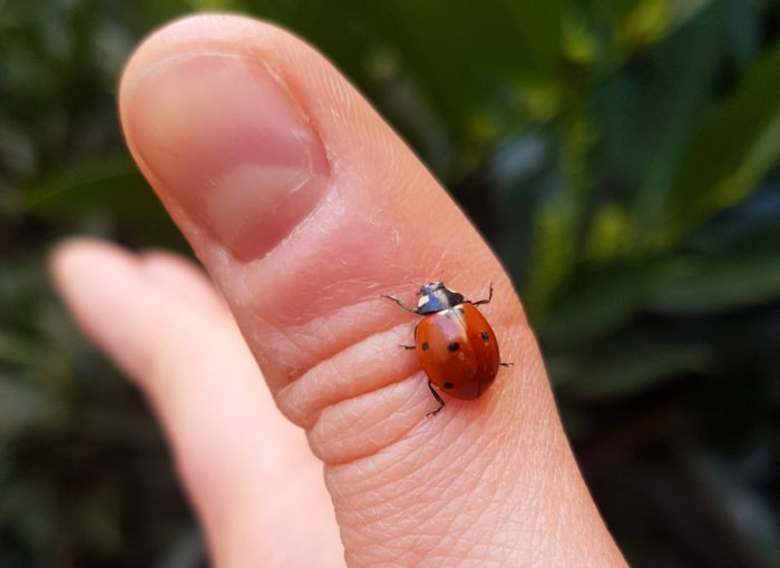 Die Geschichte von Kunibert dem Marienkäfer